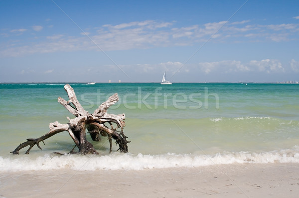 Nyári vakáció tengerpart óceán nyaralások nyár fa Stock fotó © cmcderm1