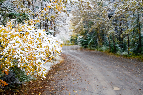 снега зима пейзаж покрытый ландшафты время Сток-фото © cmcderm1