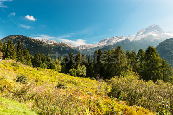 Foto d'archivio: Gruppo · panoramica · view · cielo · albero · foresta