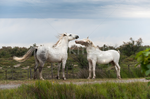 Playing horses Stock photo © Coffeechocolates