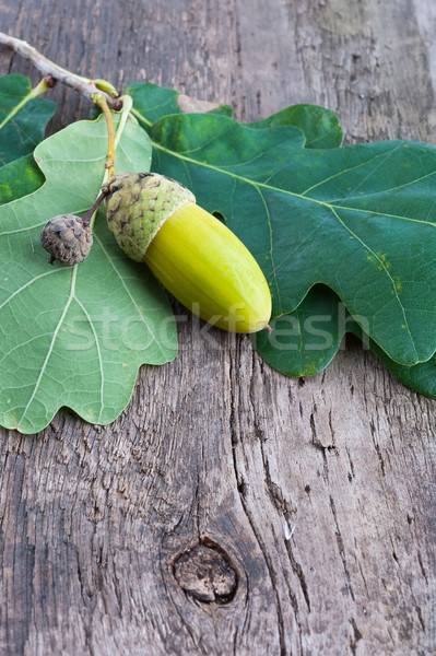 Meşe palamudu meşe yaprak eski ahşap Stok fotoğraf © Coffeechocolates