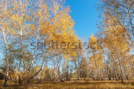 Stock photo: Autumn birch