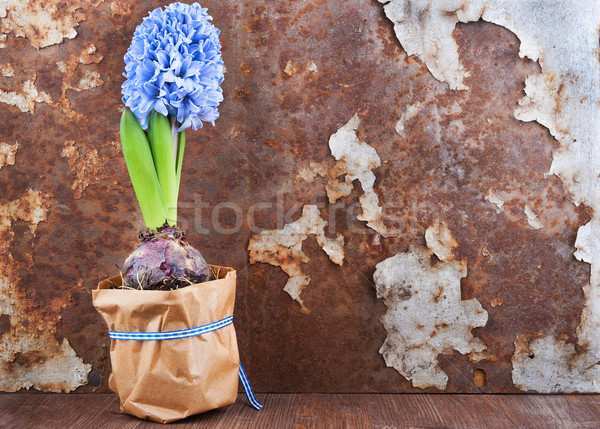 Bahar ruh hali sümbül eski paslı demir Stok fotoğraf © Coffeechocolates