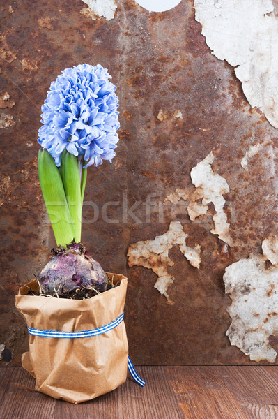 [[stock_photo]]: Printemps · humeur · jacinthe · vieux · rouillée · fer