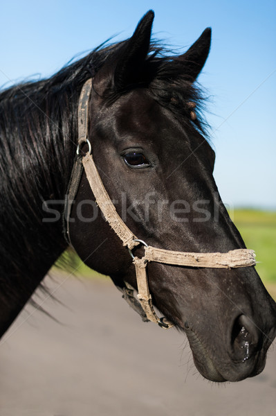 Horse head Stock photo © Coffeechocolates