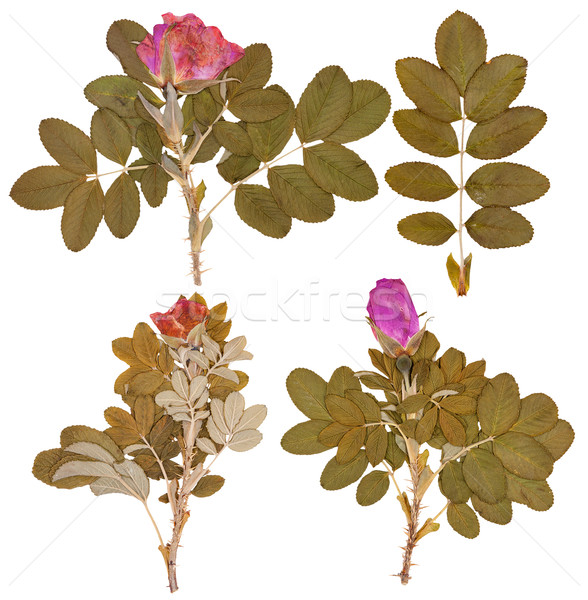 Set of dry twigs and pressed flowers of wild rose isolated Stock photo © Coffeechocolates