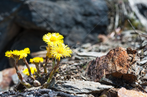 Stock photo: Flower coltsfoot