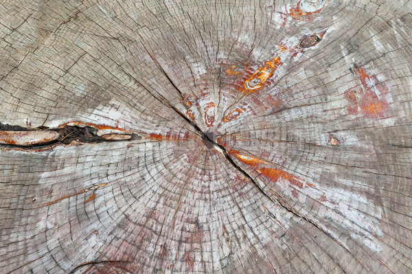 Tăiat copac pin abstract crapat lemn Imagine de stoc © Coffeechocolates