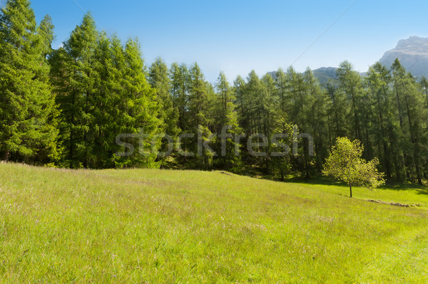 Alpine meadow  Stock photo © Coffeechocolates
