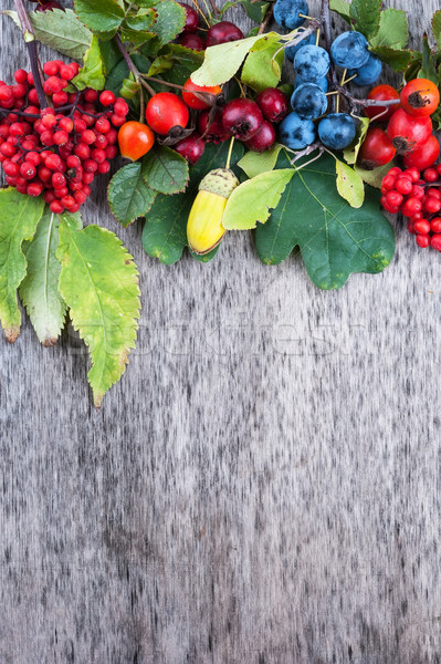 Autumn berries Stock photo © Coffeechocolates