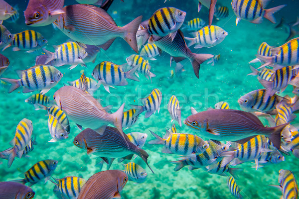 Tropischen Korallenriff Vielfalt weichen authentisch Schießen Stock foto © cookelma