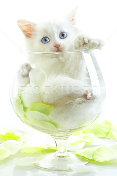 Branco gatinho olhos azuis vidro copo de vinho sorrir Foto stock © cookelma