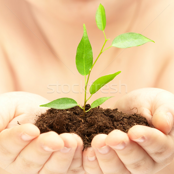 Jeunes usine mains personne arbre feuille [[stock_photo]] © cookelma