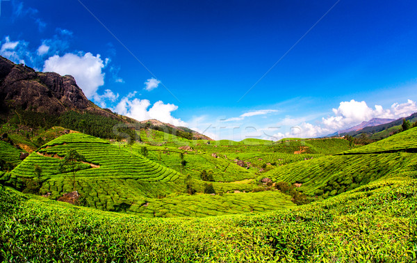 Сток-фото: чай · Индия · пейзаж · весны · древесины · лес