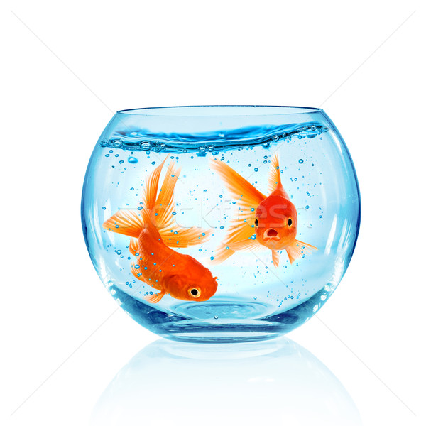 Goldfish in aquarium Stock photo © cookelma