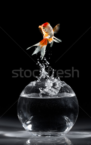 Goldfish jump Stock photo © cookelma