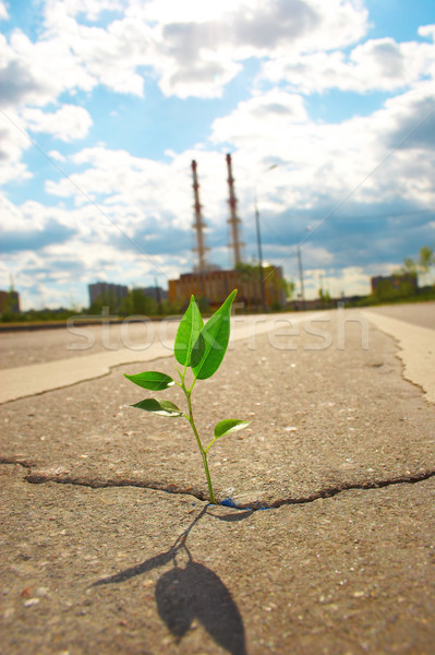 Stock photo: Young plant