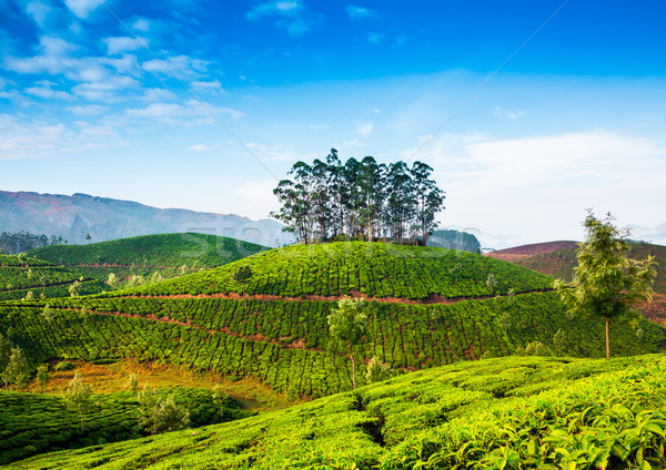 Stok fotoğraf: çay · Hindistan · manzara · bahar · ahşap · orman