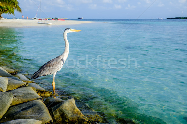 Grey Heron Stock photo © cookelma