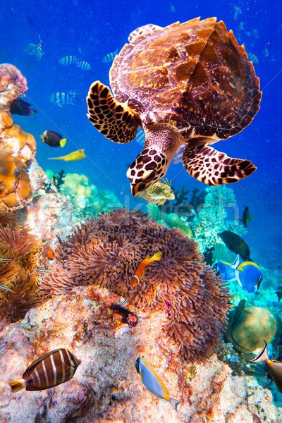 Stockfoto: Schildpad · water · Maldiven · indian · oceaan · vis