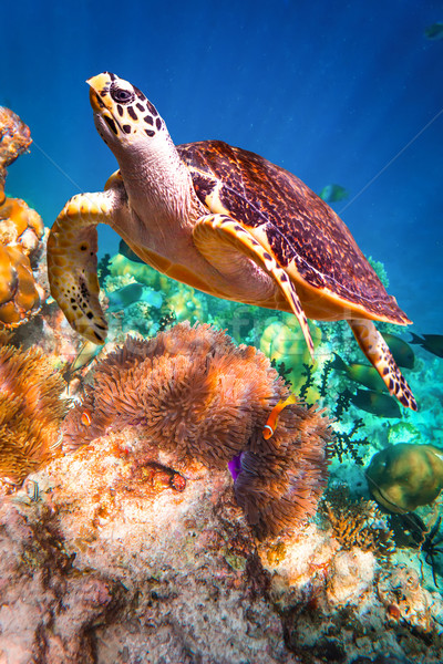 Hawksbill Turtle - Eretmochelys imbricata Stock photo © cookelma