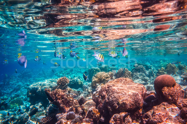 Tropical Coral Reef. Stock photo © cookelma