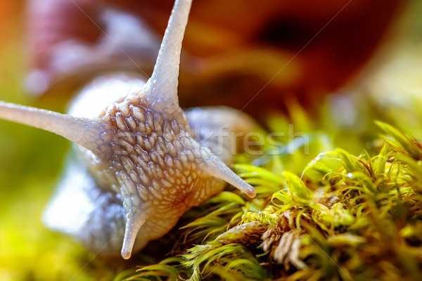 Romaine escargot comestibles espèce Photo stock © cookelma
