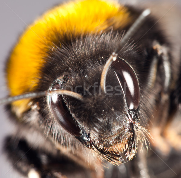 Poszméh közelkép fotó szem fekete méh Stock fotó © cookelma