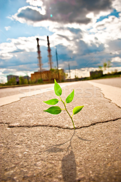 Jóvenes planta manera asfalto ciudad carretera Foto stock © cookelma