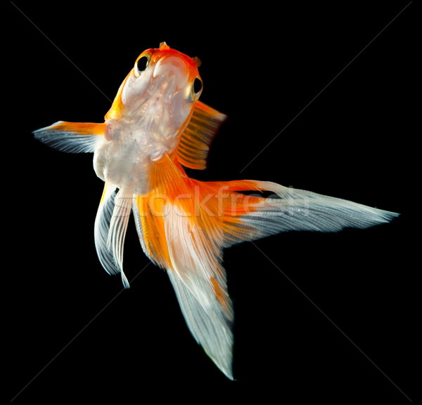 Zdjęcia stock: Goldfish · odizolowany · ciemne · czarny · ryb · pomarańczowy