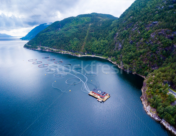 ファーム 鮭 釣り ノルウェー 写真 ストックフォト © cookelma