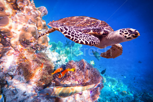 Schildpad water Maldiven oceaan koraalrif waarschuwing Stockfoto © cookelma