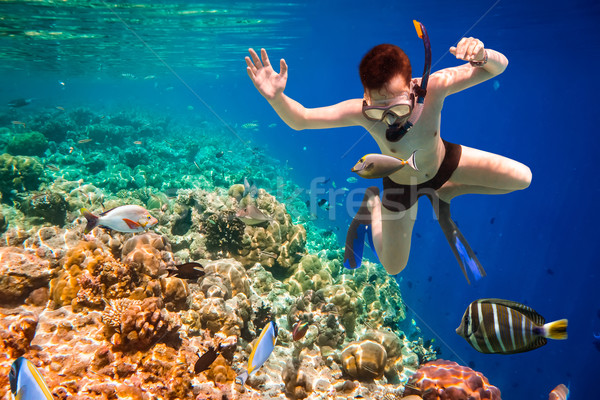 モルディブ インド 海 サンゴ礁 ダイビング 脳 ストックフォト © cookelma