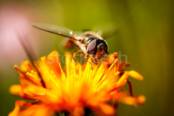 Viespe nectar floare primăvară natură fundal Imagine de stoc © cookelma