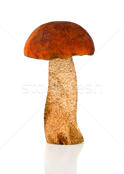 Boletos cogumelo branco comida natureza alimentação Foto stock © cookelma