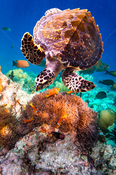 龜 水 馬爾代夫 印度 海洋 商業照片 © cookelma