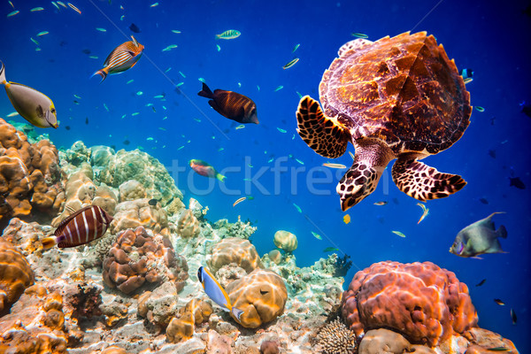 Eretmochelys imbricata Stock photo © cookelma