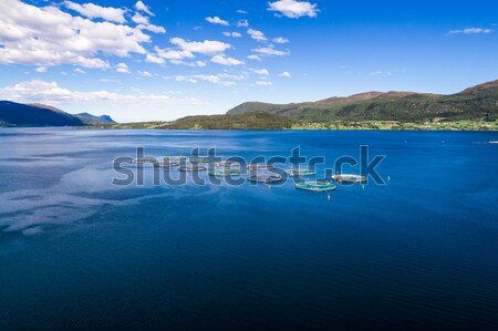 Ferme saumon pêche photographie Norvège [[stock_photo]] © cookelma