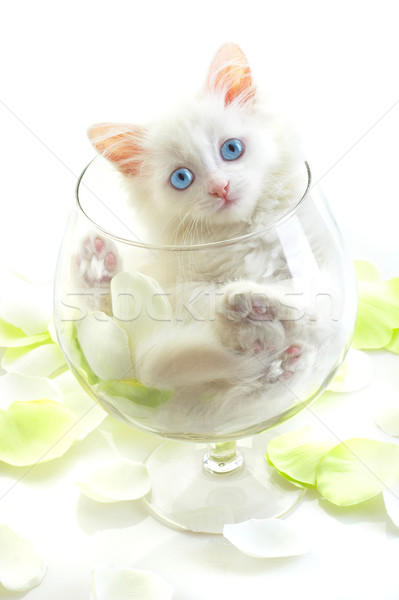 Beyaz kedi yavrusu cam şarap kadehi gülümseme göz Stok fotoğraf © cookelma