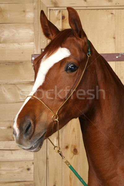 Stockfoto: Paard · schoonheid · springen · mooie · kampioen · agrarisch