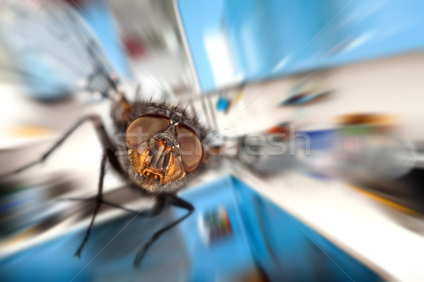 housefly  Flying in kitchen Stock photo © cookelma