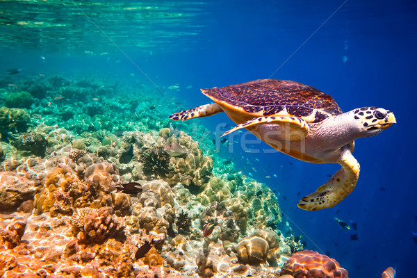 Teknős víz Maldív-szigetek indiai óceán korallzátony Stock fotó © cookelma