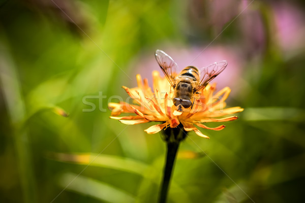 Wasp collects nectar from flower crepis alpina Stock photo © cookelma