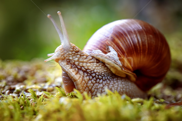 Roman ślimak jadalny gatunek Zdjęcia stock © cookelma
