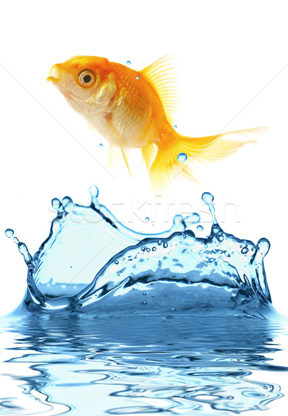 Oro piccolo pesce fuori acqua business Foto d'archivio © cookelma
