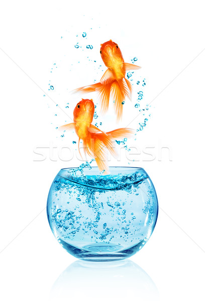 Goldfish jumping fuori acquario isolato bianco Foto d'archivio © cookelma