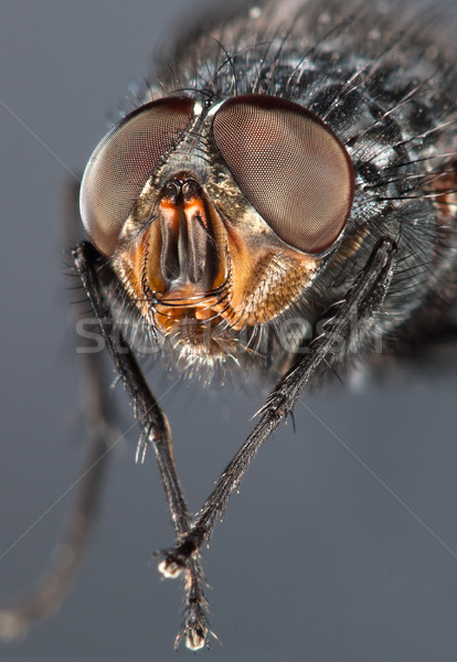 Fly close up Stock photo © cookelma