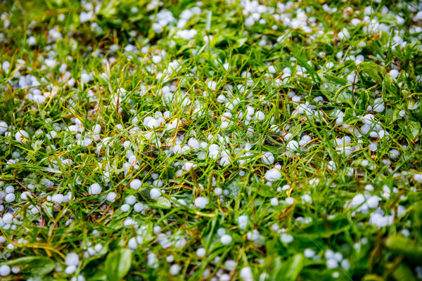 Hail on the grass Stock photo © cookelma