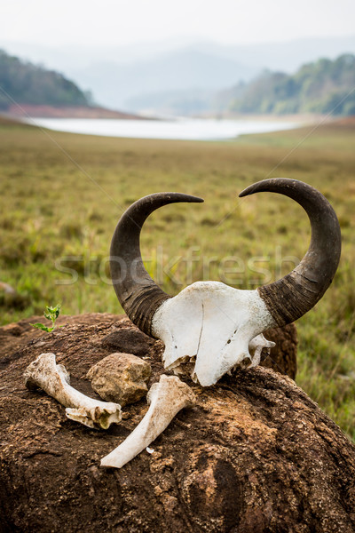 インド バイソン 頭蓋骨 骨 リザーブ 公園 ストックフォト © cookelma