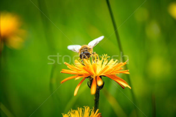 Wasp collects nectar from flower crepis alpina Stock photo © cookelma